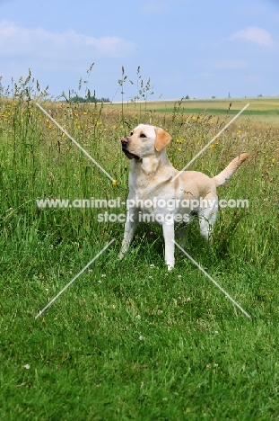 alert cream Labrador Retriever in field