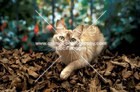 chocolate shaded tortie Tiffanie cat amongst leaves, looking at camera