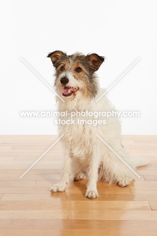 Mongrel sitting on wooden floor