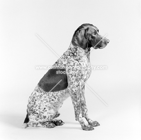 german shorthaired pointer, sitting on white background