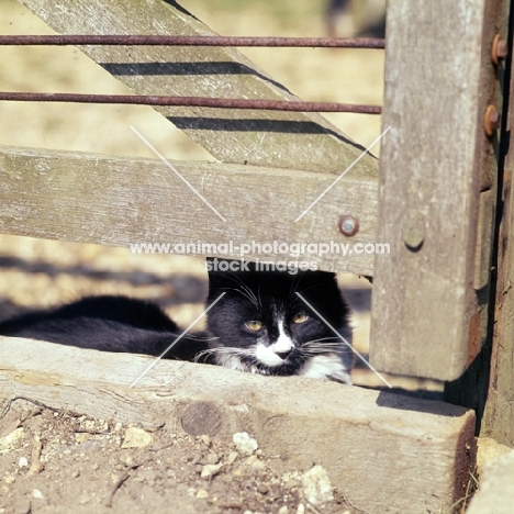 black and white cat looking under a gate