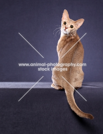 Abyssinian