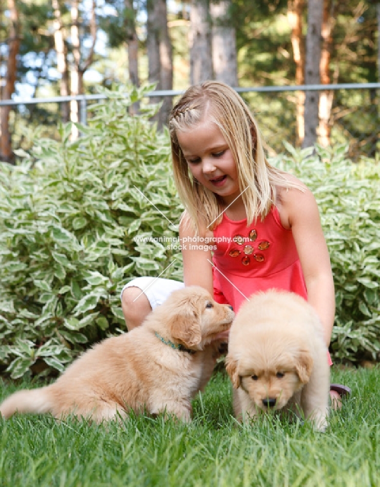 girl with two golden retriever puppies