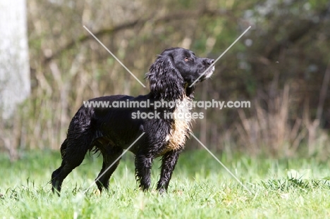 wet English Cocker Spaniel, standing