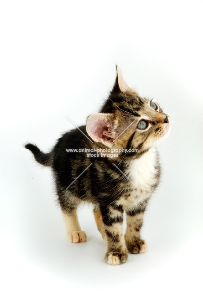 tabby and white Household kitten