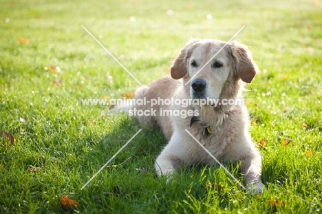 Golden Retriever lying down in grass