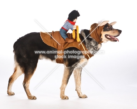 Australian cattle dog in cowboy costume