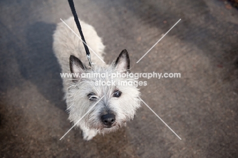 wheaten Cairn terrier on lead standing on pavement.