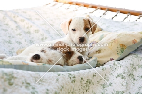 jack russell terriers