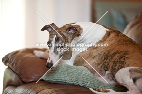 dog at home on sofa looking at camera