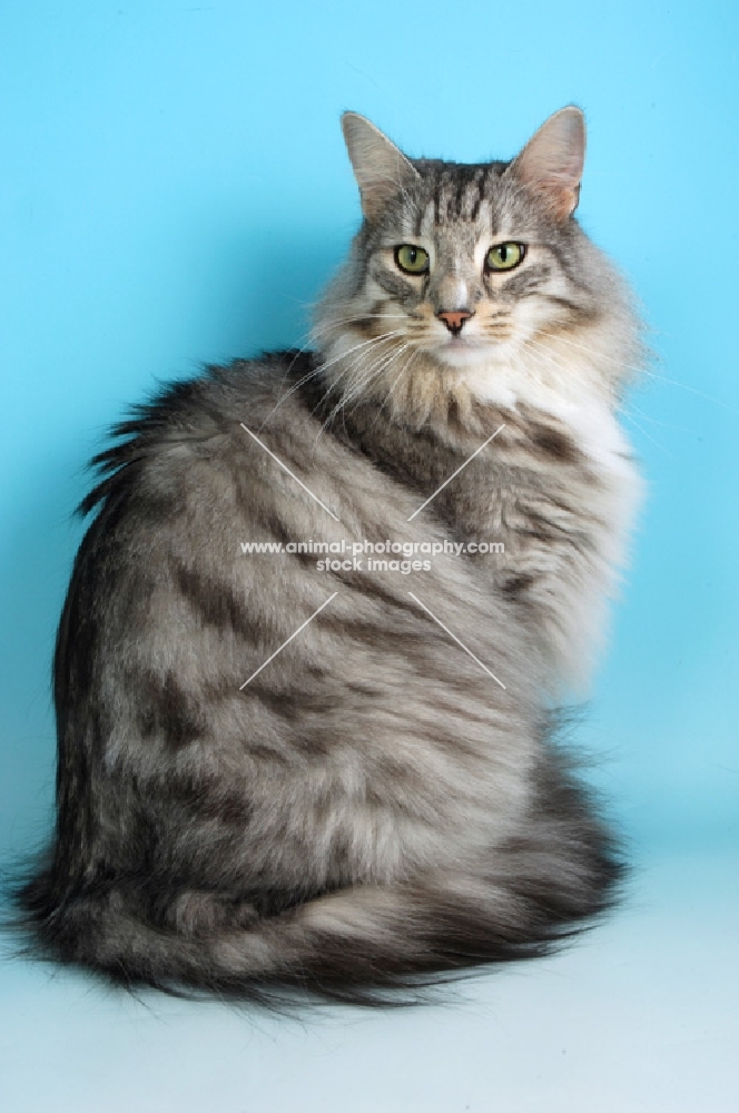 silver tabby and white norwegian forest cat sitting on blue background