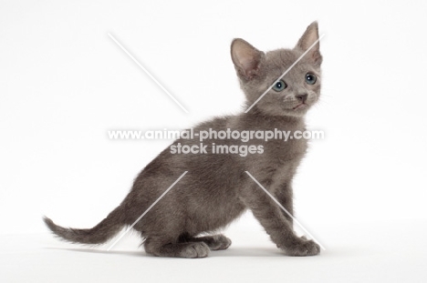 cute Russian Blue kitten 