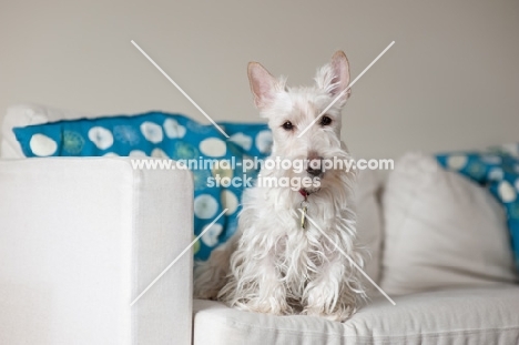 Scottish Terrier on sofa with throw pillows.