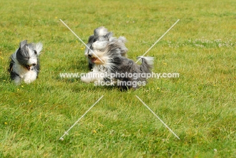 three Bearded Collies running