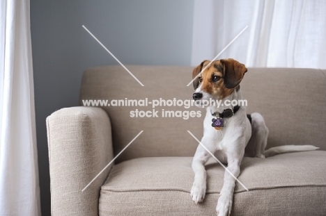 Beagle Mix lying down on couch.