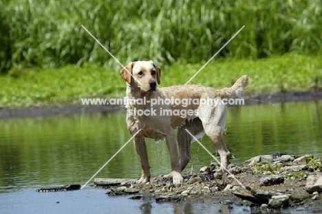 Labrador near river