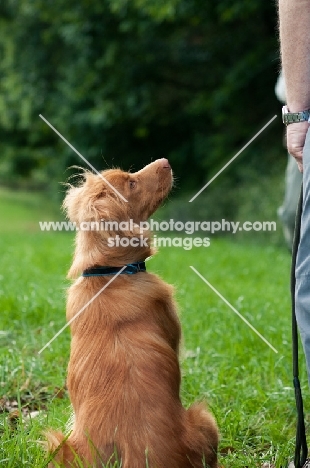 Nova Scotia Duck Tolling Retriever looking up at owner