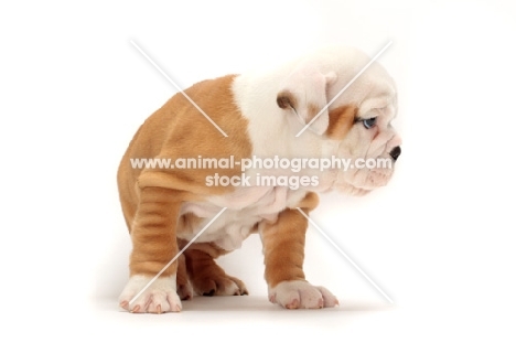 red and white Bulldog puppy