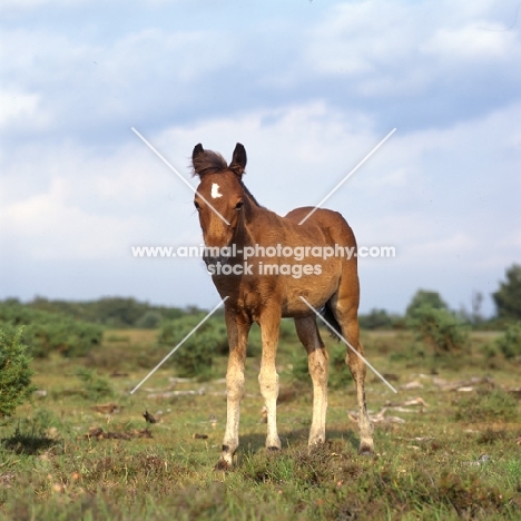 new forest foal in the new forest