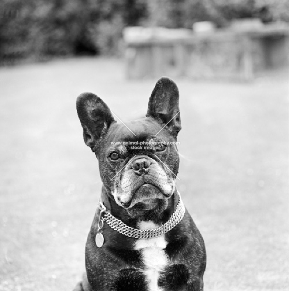 old french bulldog