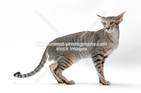 Oriental Shorthair standing in studio