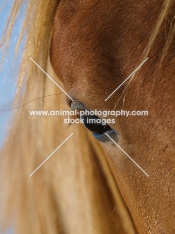 Suffolk Punch eye close up