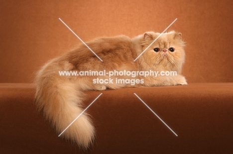 solid coloured Persian