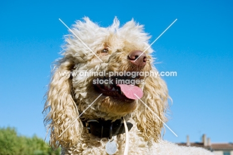 standard poodle, portrait