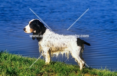 cocker spaniel in usa after retrieving in water