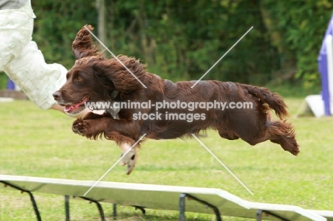 English Cocker Spaniel, agility