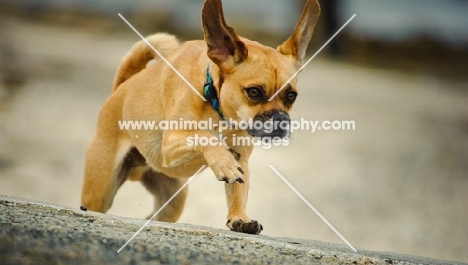 Puggle running