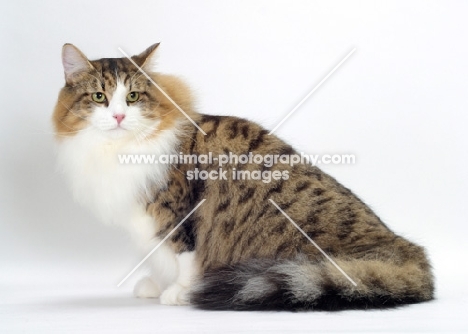 Brown Mackerel Tabby & White Siberian Cat, sitting on white background