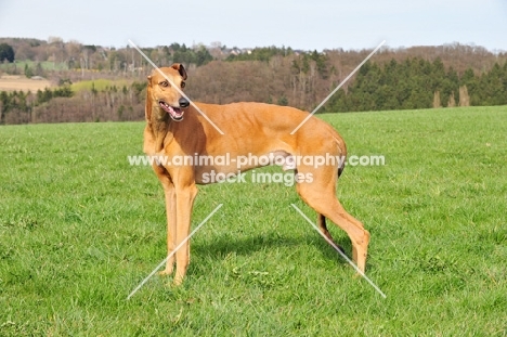 Greyhound in field