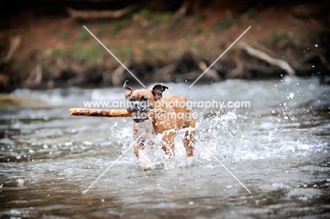 Boxer retrieving stick from water