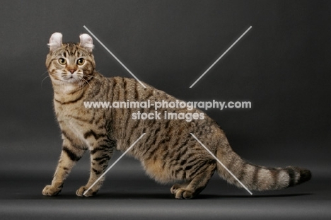 Brown Spotted Tabby American Curl, side view