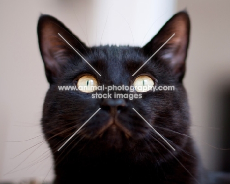 black short haired cat portrait