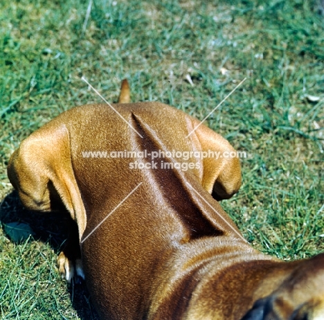 ridge of a rhodesian ridgeback