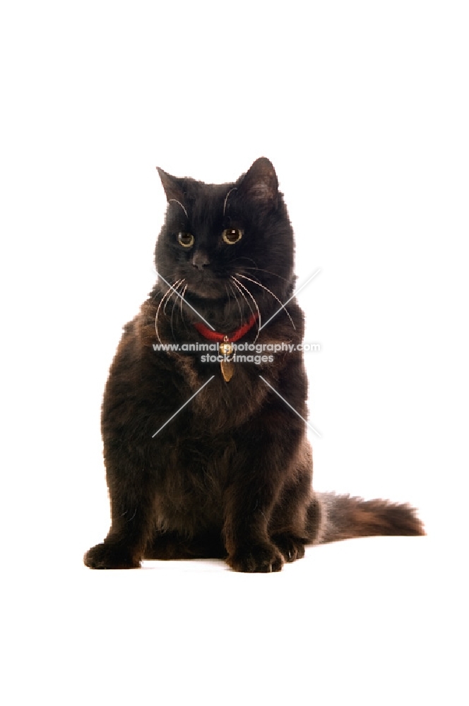 black cat wearing collar with bell