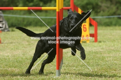 Labrador Retriever at event