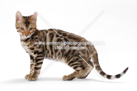 young Bengal cat, walking