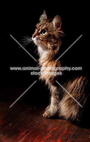 Household cat, sitting on floor