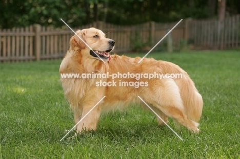 Golden Retriever in garden