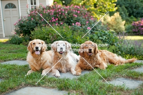 three Golden Retrievers in garden