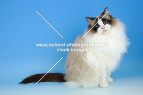 seal bi-coloured ragdoll cat on blue background