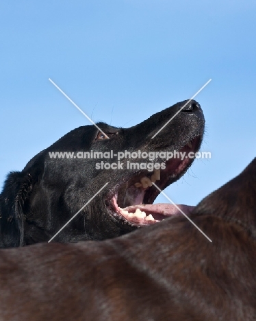 black Labrador looking up