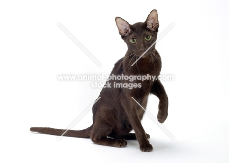 9 month old chocolate oriental shorthair