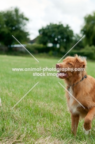 Nova Scotia Duck Tolling Retriever 