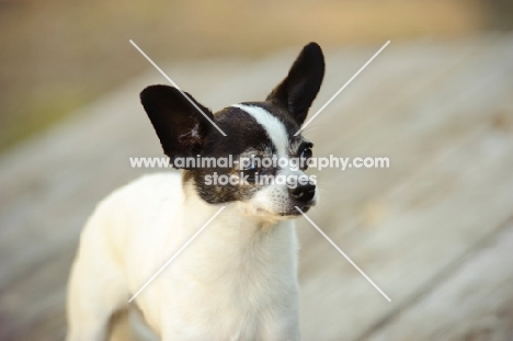 Chihuahua portrait