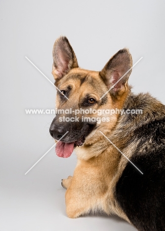 German Shepherd lying on grey studio background, looking over shoulder.