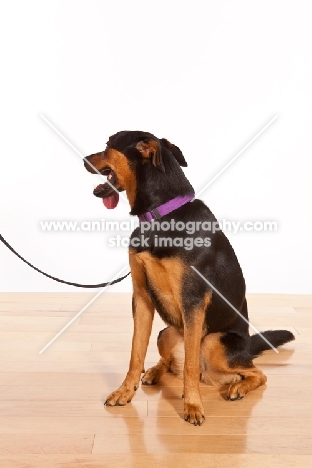 Rottweiler Mix sitting on wooden floor